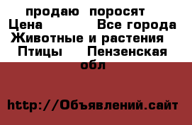 продаю  поросят  › Цена ­ 1 000 - Все города Животные и растения » Птицы   . Пензенская обл.
